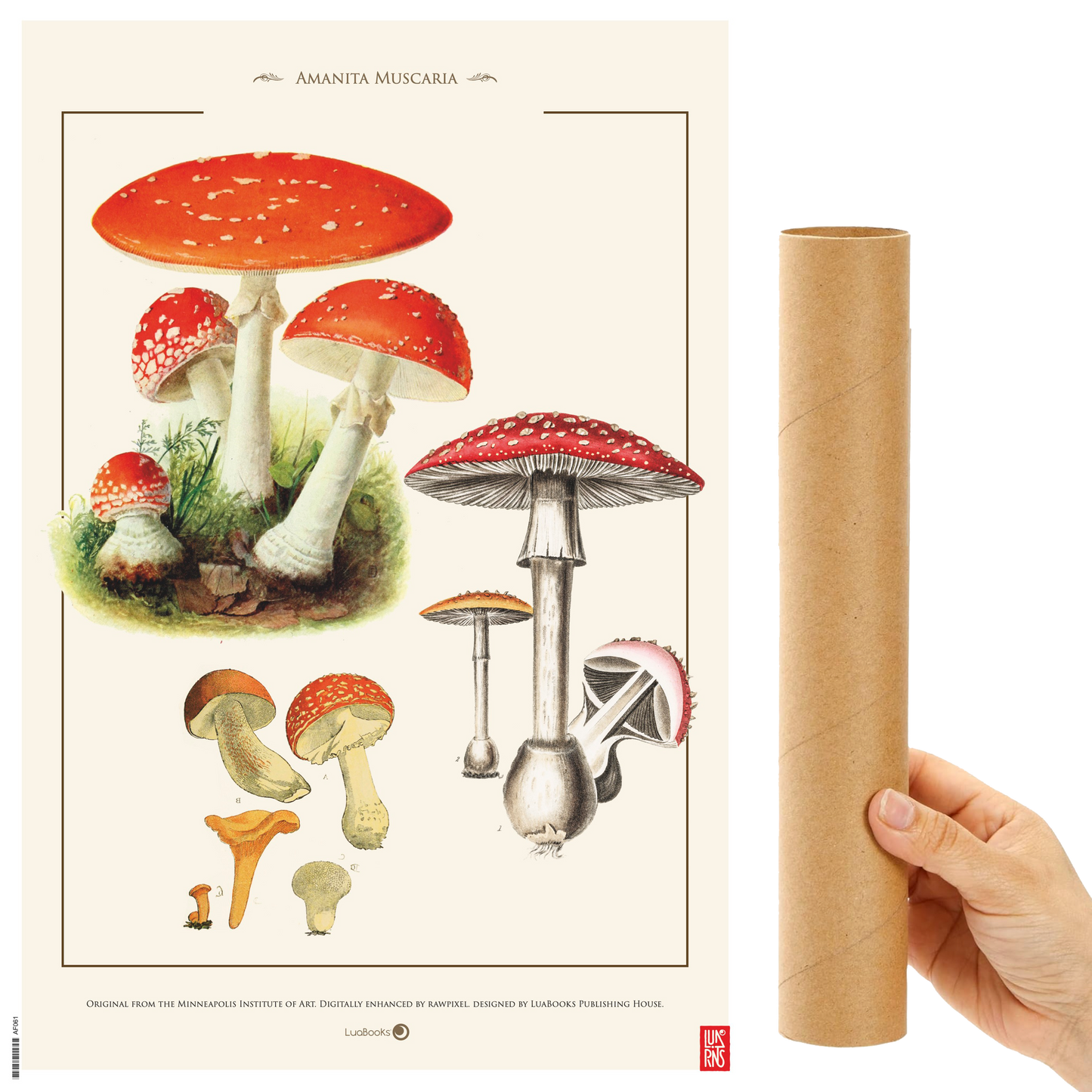 Amanita Muscaria - Print 30x45cm