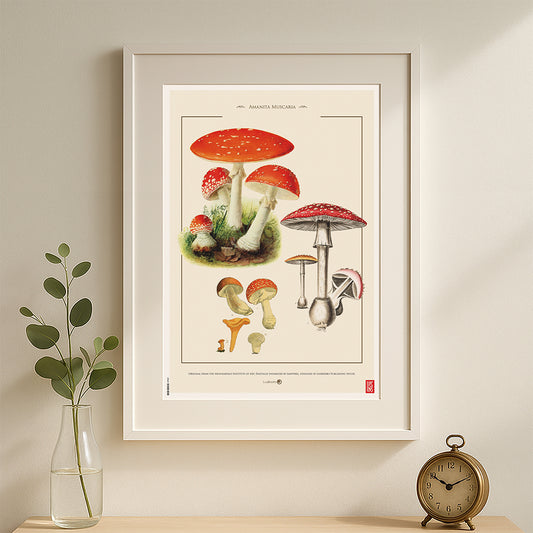Amanita Muscaria  - Print 30x45cm