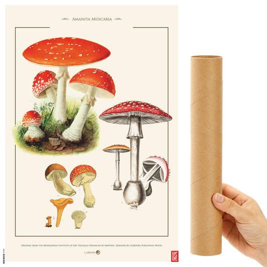 Amanita Muscaria  - Print 30x45cm