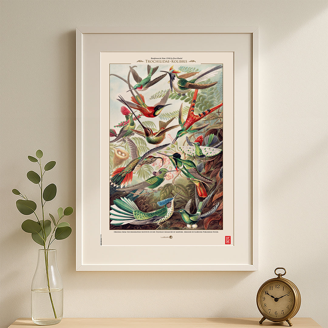Trochilidae-Kolibris de Ernst Haeckel - Print 30x45cm
