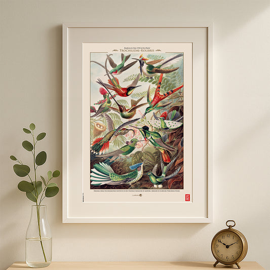 Trochilidae-Kolibris de Ernst Haeckel - Print 30x45cm