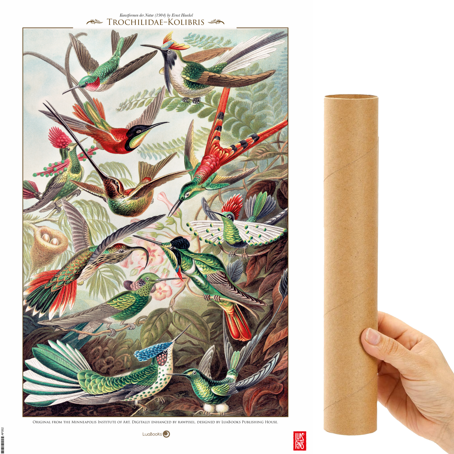Trochilidae-Kolibris de Ernst Haeckel - Print 30x45cm